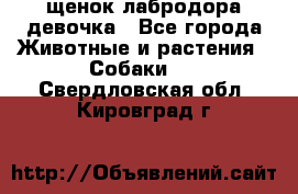 щенок лабродора девочка - Все города Животные и растения » Собаки   . Свердловская обл.,Кировград г.